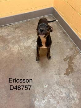 Mixed Breed Dogs Available for Adoption in Clarksville, Tennessee - Sullivan | PetCurious
