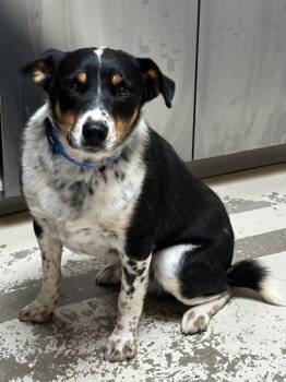 Maxwell -  Border Collie and Australian Cattle Dog Blue Heeler Dog for Adoption in Fort Collins, Colorado - Maxwell | PetCurious
