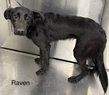 Labrador Retriever and Collie Dogs Available for Adoption in Derry, New Hampshire - Raven | PetCurious