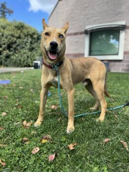 Rescue German Shepherd Dog and Australian Cattle Dog Blue Heeler Dogs for Adoption in Oakland, California - Chad | PetCurious