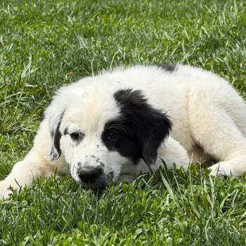 Great Pyrenees and Border Collie Dogs Available for Adoption in Farmersville, Ohio - Opal | PetCurious