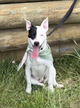Jasmine -  Bull Terrier Dog for Adoption in Thibodaux, Louisiana - Jasmine | PetCurious