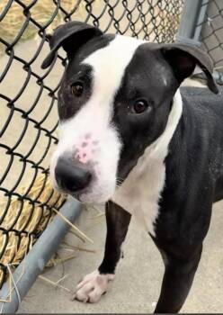 Pit Bull Terrier Dogs Available for Adoption - Ashley | PetCurious