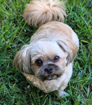Gizmo -  Pekingese and Shih Poo Dog for Adoption in The Woodlands, Texas - Gizmo | PetCurious