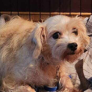 Rescue Shih Tzu and Yorkshire Terrier Dogs for Adoption in Wind Point, Wisconsin - Steffie Sue | PetCurious