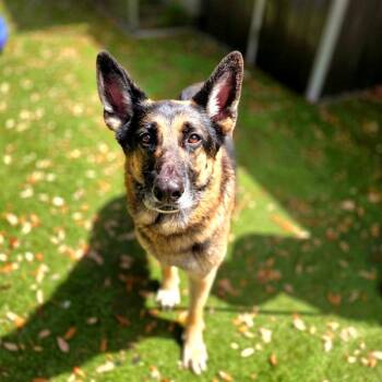 Thor -  German Shepherd Dog Dog for Adoption in Port Charlotte, Florida - Thor | PetCurious