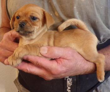 Rescue Chug Dogs for Adoption in Corona, California - RUBY | PetCurious