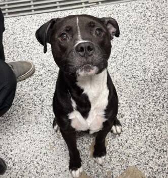 Potter Sr. -  Mixed Breed Dog for Adoption in West Chester, Pennsylvania - Potter Sr. | PetCurious