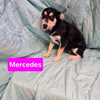 Mercedes -  Australian Cattle Dog Blue Heeler Dog for Adoption in Uxbridge, Massachusetts - Mercedes | PetCurious