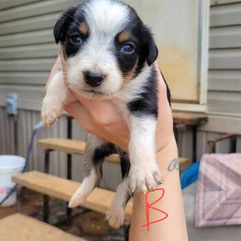 Australian Shepherd and Australian Cattle Dog Blue Heeler Dogs Available for Adoption in Marshall, Texas - Wrangler | PetCurious