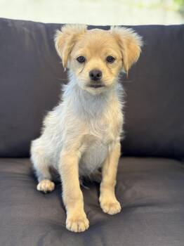 Rescue Golden Retriever and Pug Dogs for Adoption in Torrance, California - Sunny | PetCurious