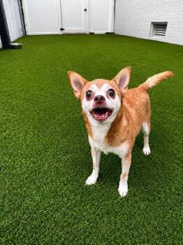 Charley -  Chihuahua and Terrier Dog for Adoption in Bloomfield, Connecticut - Charley | PetCurious