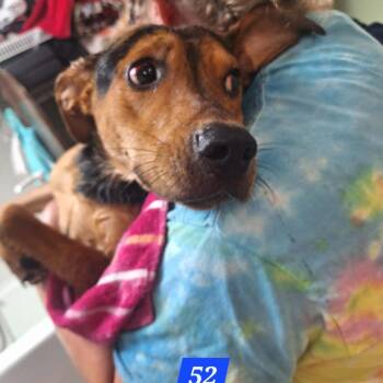 Bandit -  German Shepherd Dog and Rhodesian Ridgeback Dog for Adoption in Madill, Oklahoma - Bandit | PetCurious
