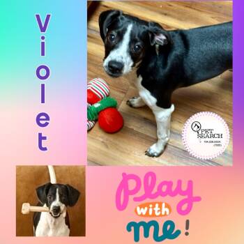 Rescue Beagle and Rat Terrier Dogs for Adoption in Washington, Pennsylvania - Violet | PetCurious