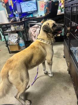 Beast -  Great Pyrenees and Husky Dog for Adoption in Rockport, Texas - Beast | PetCurious