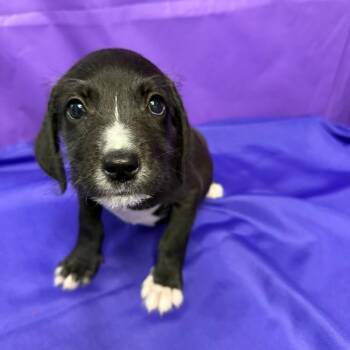 Chadwick -  Pit Bull Terrier and Mixed Breed Dog for Adoption in North Myrtle Beach, South Carolina - Chadwick | PetCurious