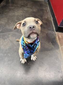 Mixed Breed Dogs Available for Adoption in Memphis, Tennessee - Heavy Dee | PetCurious