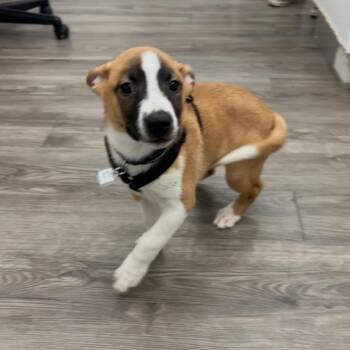 Bo -  Cattle Dog Dog for Adoption in Fairfax Station, Virginia - Bo | PetCurious