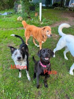 Million -  Cattle Dog and Wire Fox Terrier Dog for Adoption - Million | PetCurious