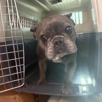 Bona -  French Bulldog Dog for Adoption in Northbrook, Illinois - Bona | PetCurious