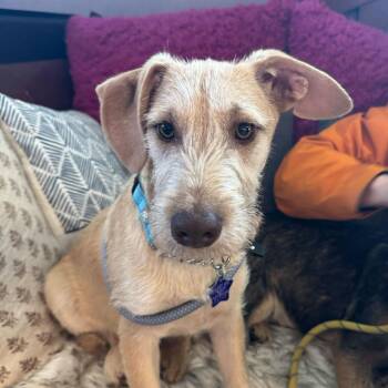 Terrier and Mixed Breed Dogs Available for Adoption - Louie | PetCurious