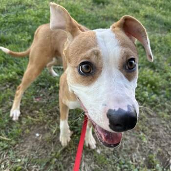 Mixed Breed Dogs Available for Adoption in Lenexa, Kansas - Thelma | PetCurious