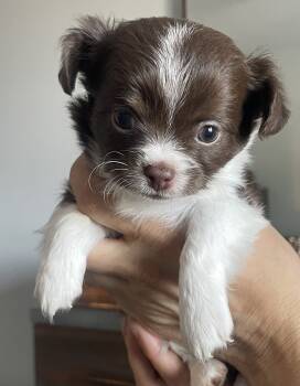 Blue -  Chihuahua Dog for Sale in Peoria, Arizona - Blue | PetCurious