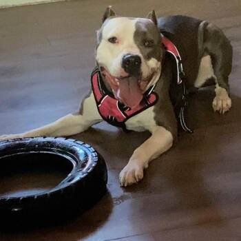 Mixed Breed Dogs Available for Adoption - Layla | PetCurious