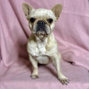 Coco -  French Bulldog Dog for Adoption in Pelham, New Hampshire - Coco | PetCurious