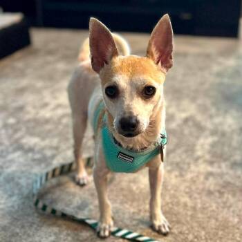 Carlos HW+ -  Chihuahua Dog for Adoption in Tampa, Florida - Carlos HW+ | PetCurious