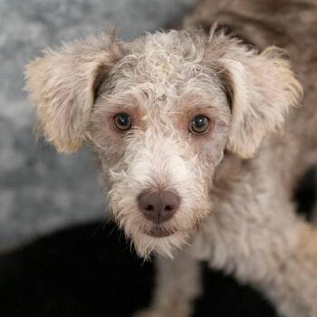 Panera (JY26-115) -  Miniature Schnauzer and Miniature Poodle Dog for Adoption in Peyton, Colorado - Panera (JY26-115) | PetCurious