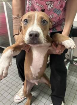 GORDO -  Pit Bull Terrier Dog for Adoption in Killeen, Texas - GORDO | PetCurious