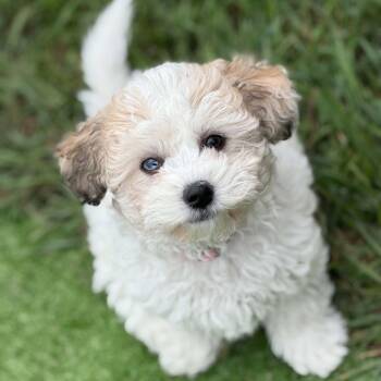 Tekka -  Poodle Dog for Adoption in Calgary, Alberta - Tekka | PetCurious