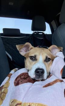 Nova -  Mixed Breed Dog for Adoption in Polson, Montana - Nova | PetCurious