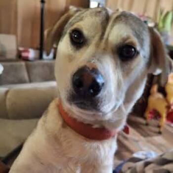 Chase -  Mixed Breed Dog for Adoption in Hendersonville, North Carolina - Chase | PetCurious