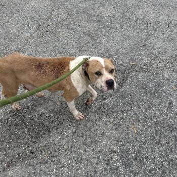 Pit Bull Terrier Dogs Available for Adoption in Greensboro, North Carolina - Mildred | PetCurious