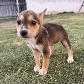 Orzo -  Terrier and Maltese Dog for Adoption in Los Angeles, California - Orzo | PetCurious