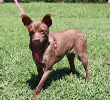 Clyde -  Chihuahua Dog for Adoption in Winchester, Tennessee - Clyde | PetCurious