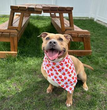 American Staffordshire Terrier Dogs Available for Adoption in Logan, Utah - Shorty | PetCurious