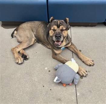 GOBSTOPPER -  Cane Corso Dog for Adoption in Dayton, Ohio - GOBSTOPPER | PetCurious