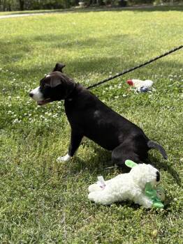 Terrier and Labrador Retriever Dogs Available for Adoption in Locust Fork, Alabama - Mac | PetCurious