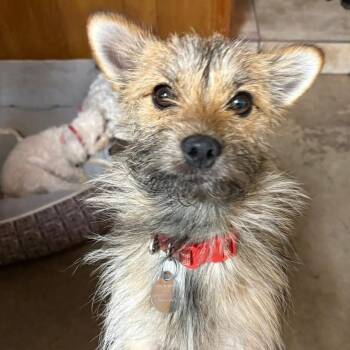 Kolbie Jack -  Terrier Dog Available for Adoption in Lubbock, Texas - Kolbie Jack | PetCurious
