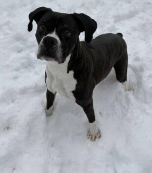 Bailey -  Boxer and Mixed Breed Dog for Adoption in Hobart, Indiana - Bailey | PetCurious