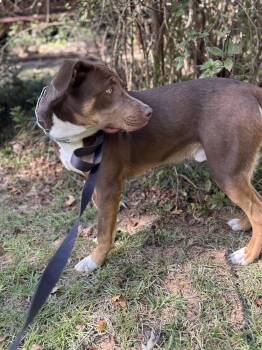 Rescue Labrador Retriever Dogs for Adoption in Bronson, Texas - Benny | PetCurious