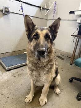 German Shepherd Dog Dogs Available for Adoption in Camarillo, California - RIAN | PetCurious