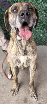 Anatolian Shepherd and Mixed Breed Dogs Available for Adoption - 60102297 | PetCurious