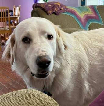 Great Pyrenees and Anatolian Shepherd Dogs Available for Adoption in Warrenton, Missouri - Tommy | PetCurious