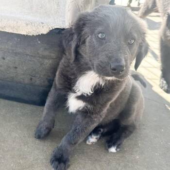Muffin -  Mixed Breed Dog for Adoption in Groveland, Massachusetts - Muffin | PetCurious