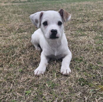 Rescue Pit Bull Terrier Dogs for Adoption in New York, New York - Riley (AL) | PetCurious