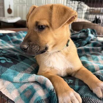 Black Mouth Cur and Labrador Retriever Dogs Available for Adoption in Gilbert, Arizona - Ernie | PetCurious